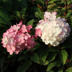 Brighter Blooms Vanilla Strawberry Hydrangea Tree, 4-5 ft