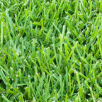 St. Augustine Sod Pallet 500 Sq. Ft.