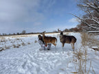 Montana Decoy Dream Team Buck and Doe