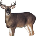 Montana Decoy Dream Team Buck and Doe