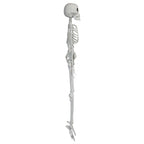 Faux Skeleton Decoration, White, 35", Halloween by Way To Celebrate