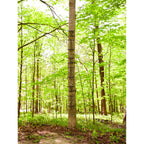Guide Gear Quick Climbing Sticks, 3 Pack